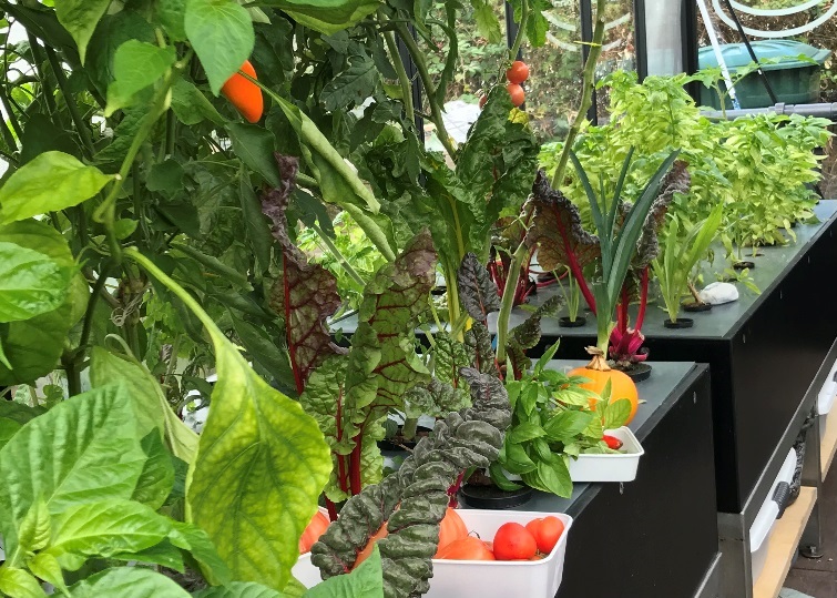 SAIN auf der Tagung der BLE “Altes Gemüse für neues Gärtnern“ in Bonn
