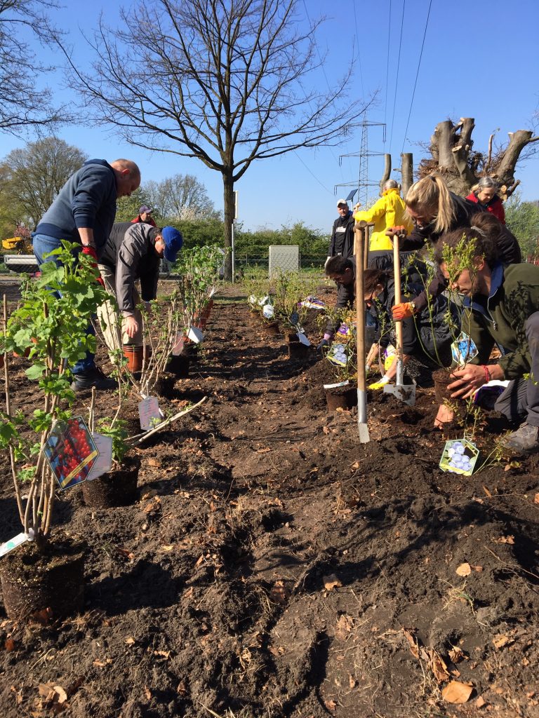 11. April ’19 – Aufbau Beerengarten 2 in Oberhausen - Städtische Agrikultur